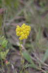 Low pinebarren milkwort